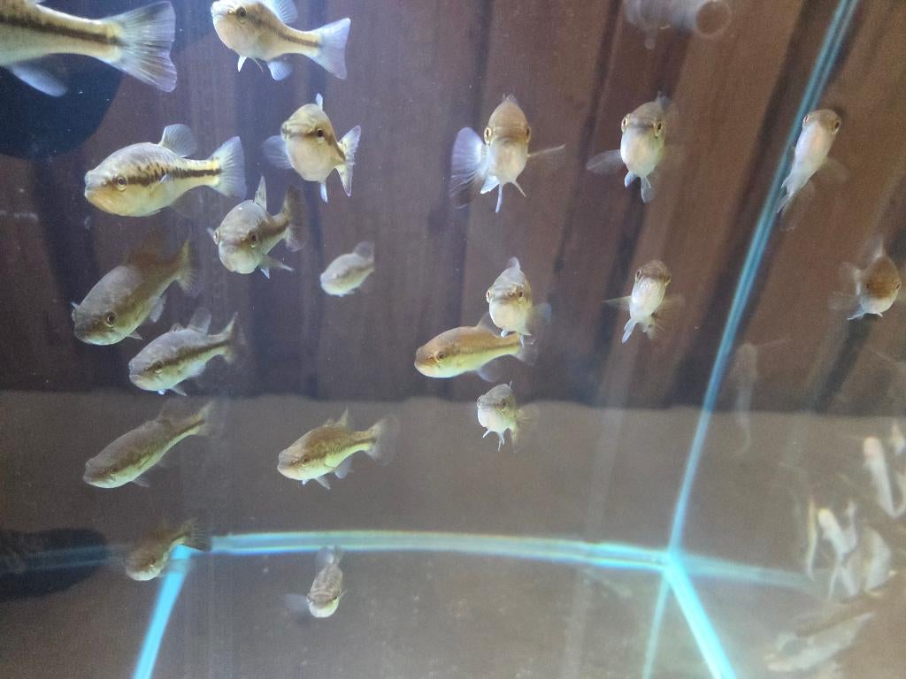 Blackbass/Forelbaars - Micropterus nigricans, Dieren en Toebehoren, Vis, Zoetwatervis