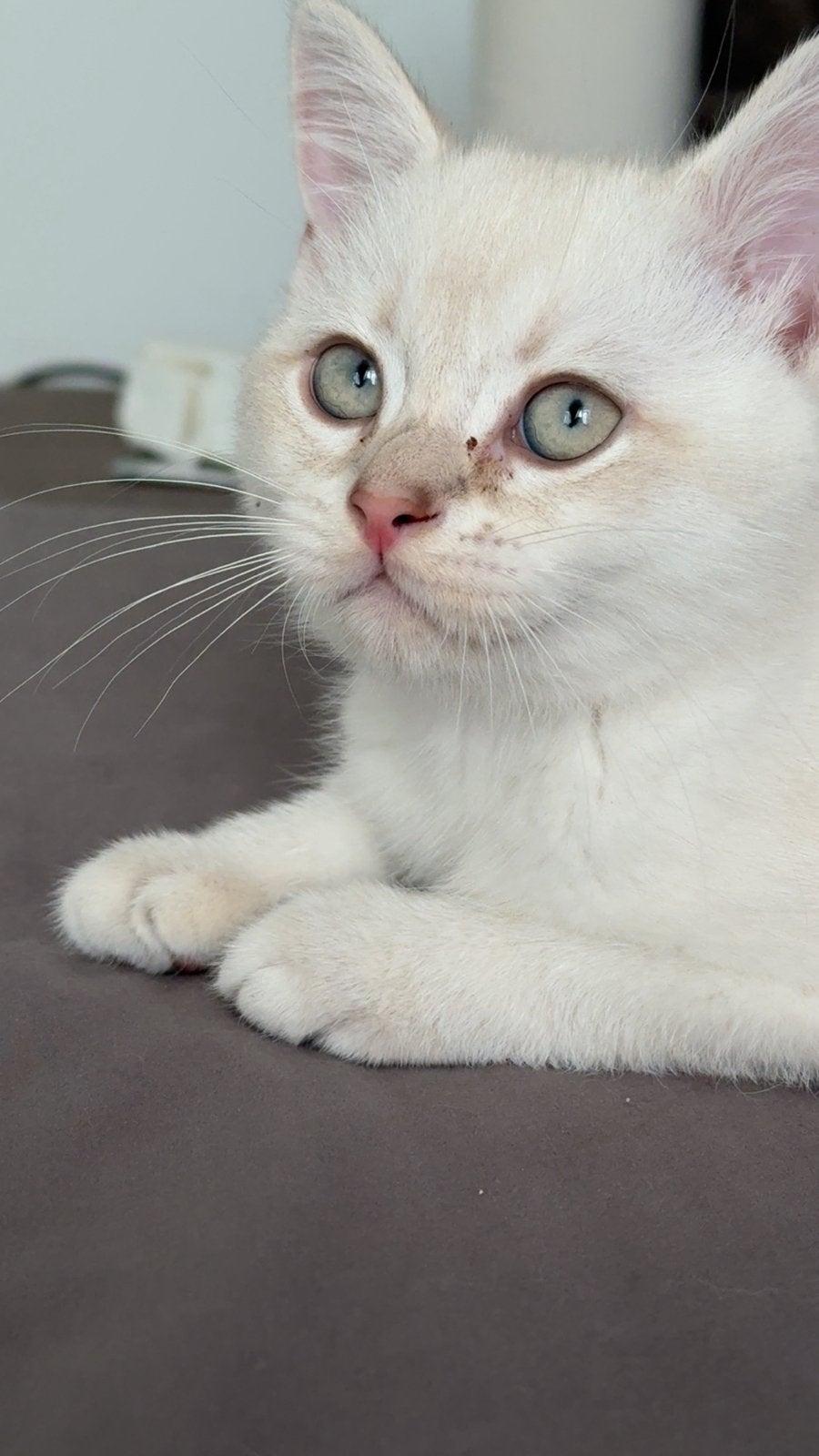Lieve Britse Korthaar kater geb. 30 april, Kater, Gechipt, 0 tot 2 jaar