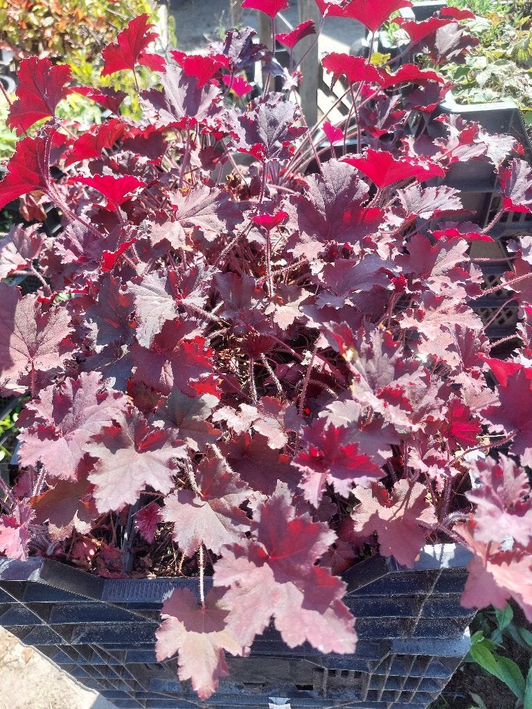 Heuchera binoche, Tuin en Terras, Volle zon, Vaste plant, Lente, Ophalen