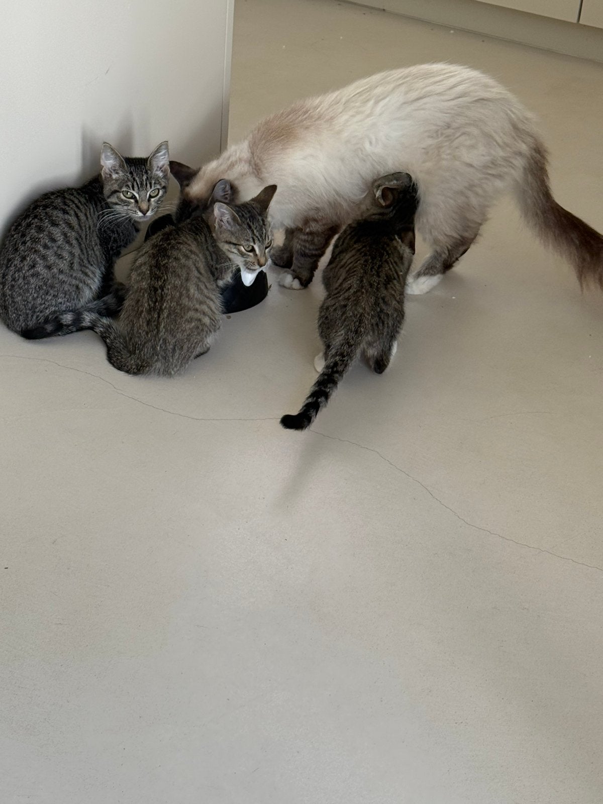 Kittens ragdoll kruising 10 weken oud, Meerdere dieren, Ontwormd, 0 tot 2 jaar
