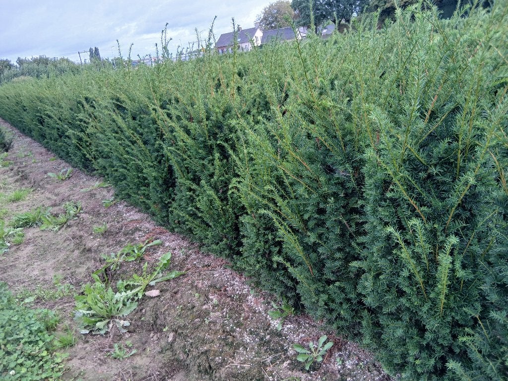 Taxus Baccata Best Hedge, Ophalen, Bloeit niet, Overige soorten, Volle zon