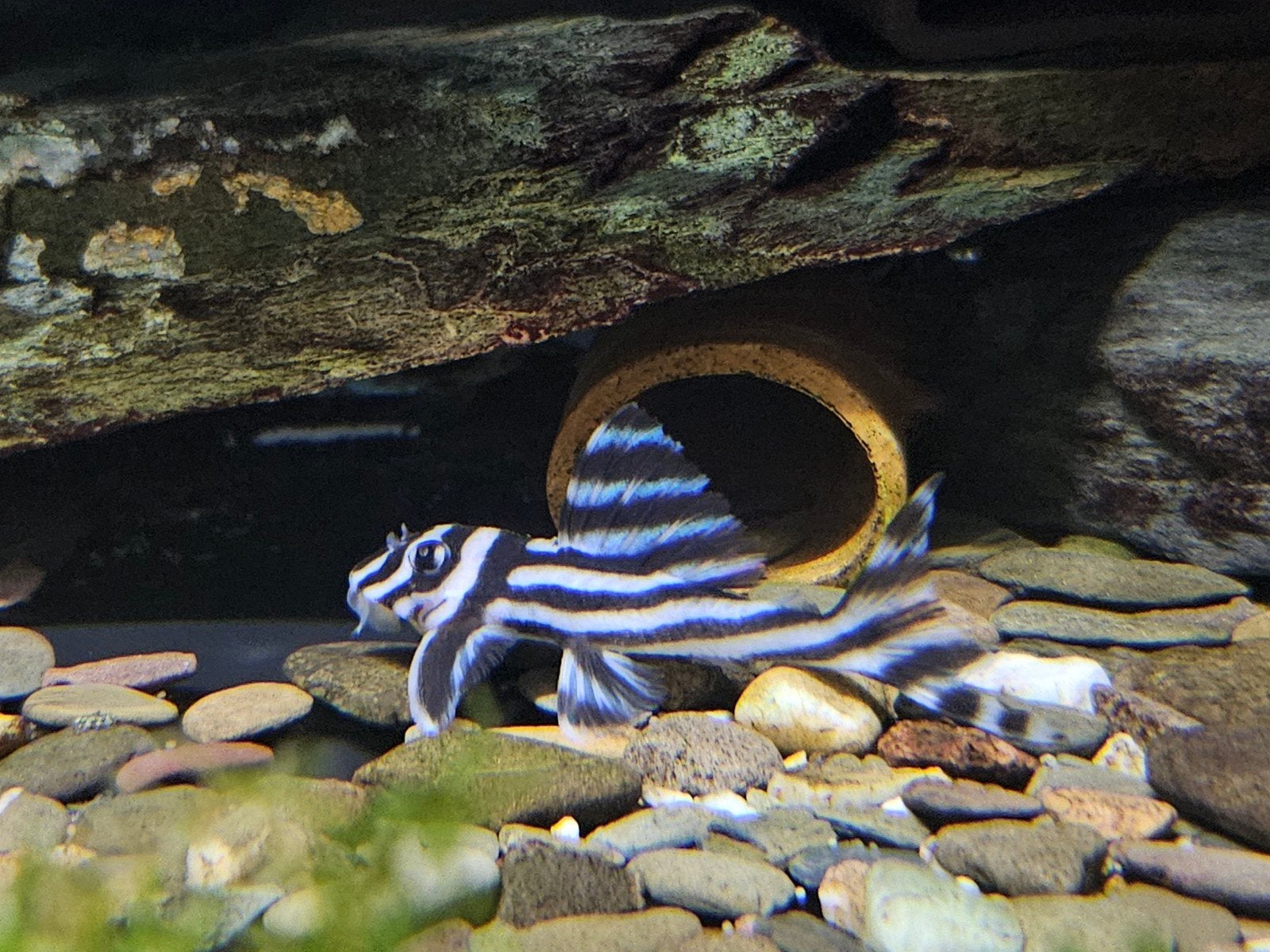 Aquariumshopper domeinnamen beschikbaar, Vis, Zoetwatervis