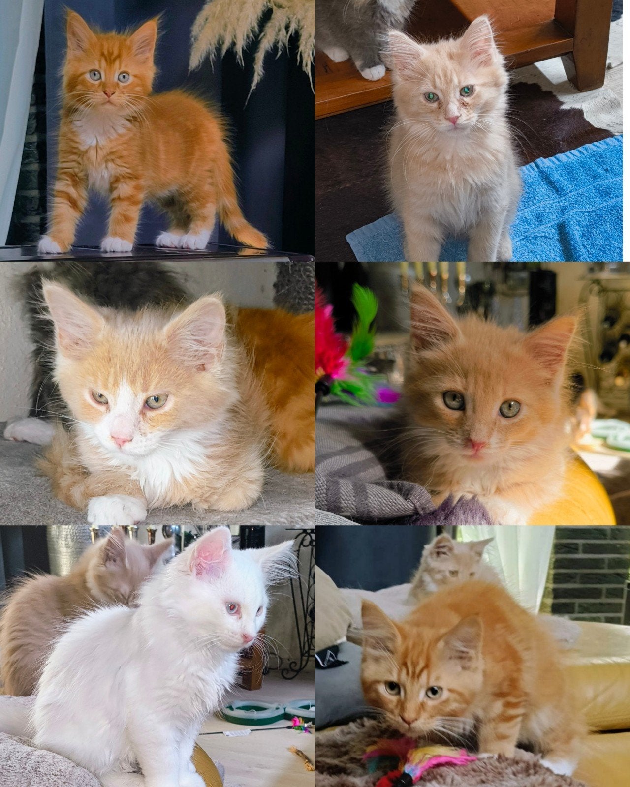 zeer mooie Maine Coon kittens, Dieren en Toebehoren, Katten en Kittens | Raskatten | Langhaar, Meerdere dieren, Gechipt, 0 tot 2 jaar