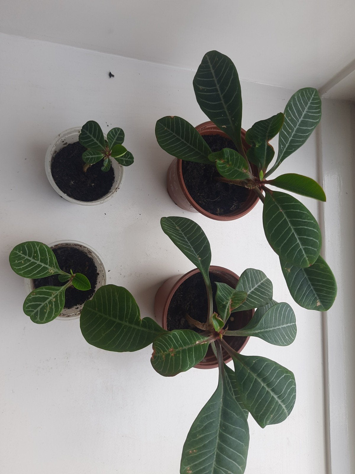 Madagascar jewel - Euphorbia leuconeura, zaailingen of zaad, Huis en Inrichting, Kamerplanten, Ophalen, Halfschaduw, Minder dan 100 cm