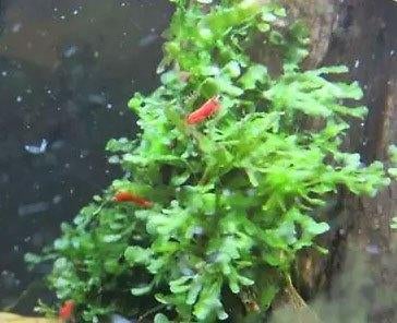 Levermos, Dieren en Toebehoren, Vissen | Aquaria en Toebehoren, Ophalen of Verzenden, Nieuw, Plant(en), Steen of Hout