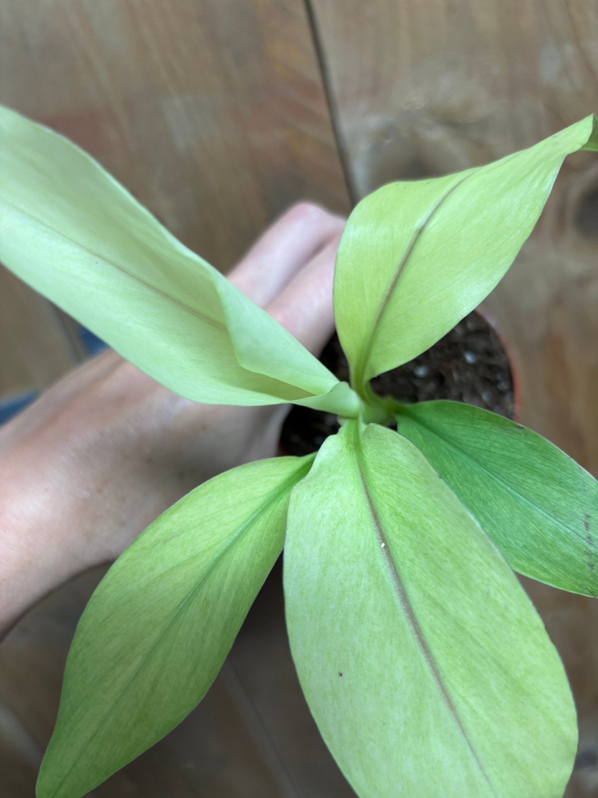Musa basjoo variegata plant mint albo fullmoon ghost, Ophalen of Verzenden, Halfschaduw, Minder dan 100 cm
