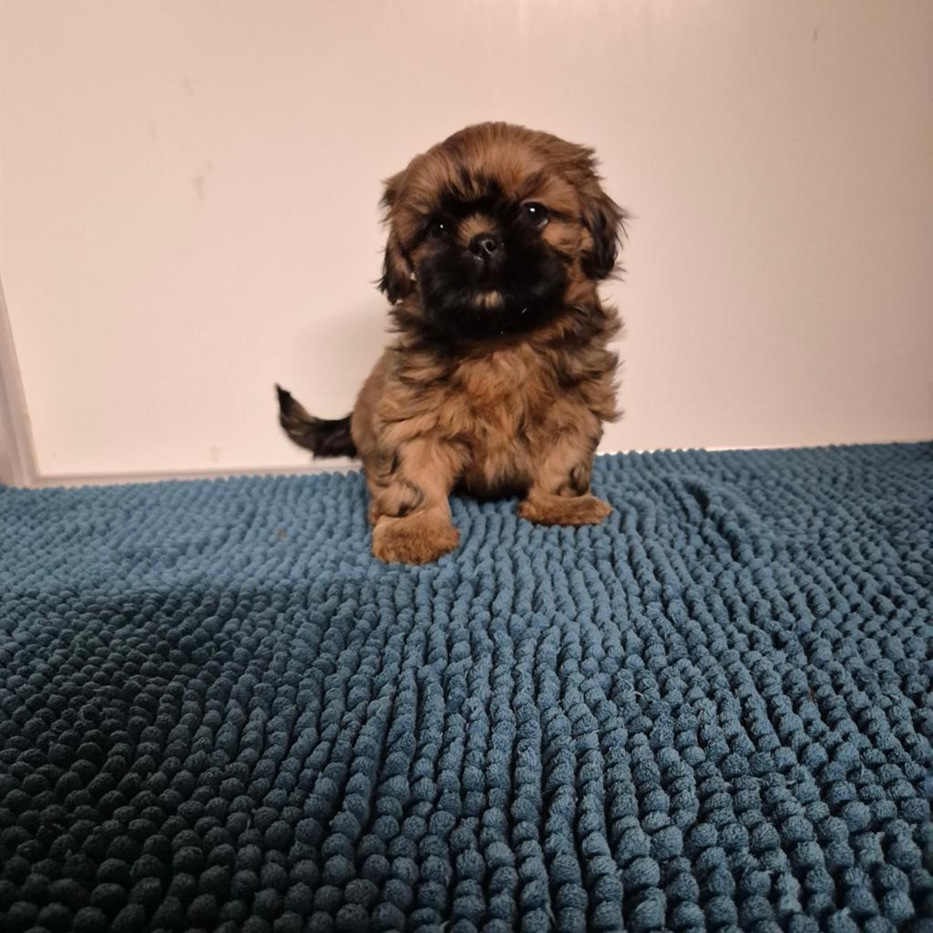 mooie kleinblijvende shih tzu pups, Dieren en Toebehoren, Honden | Chihuahua's en Gezelschapshonden, Overige rassen, 8 tot 15 weken