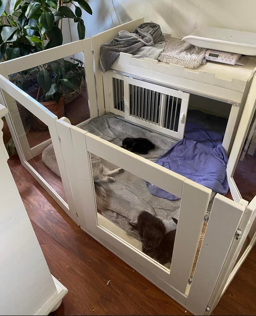 Solide grote houten kitten/puppyren met plexiglas panelen, Dieren en Toebehoren, Hondenbenches, Zo goed als nieuw, Ophalen