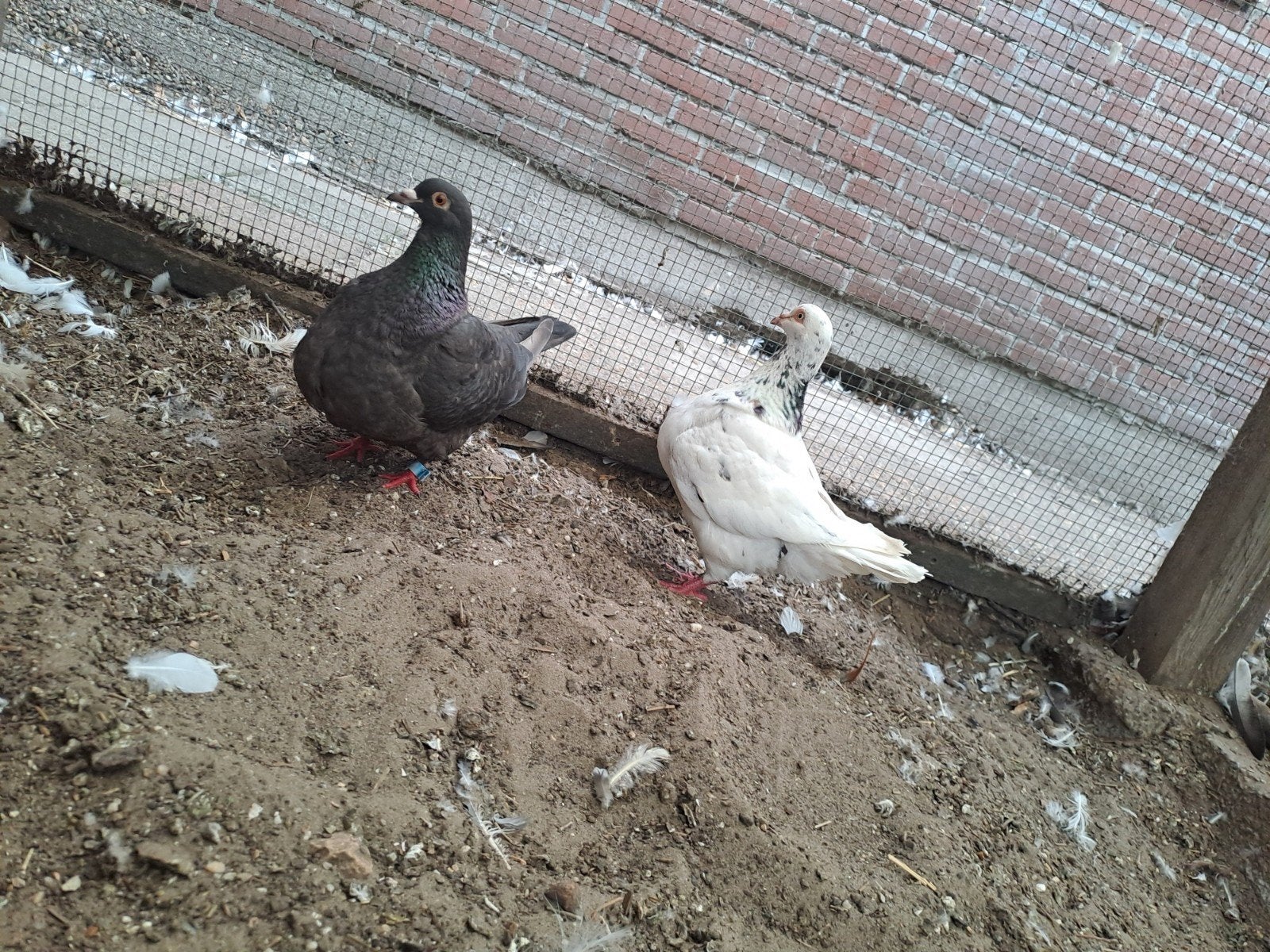 koppel texaanse duiven, Meerdere dieren, Kip