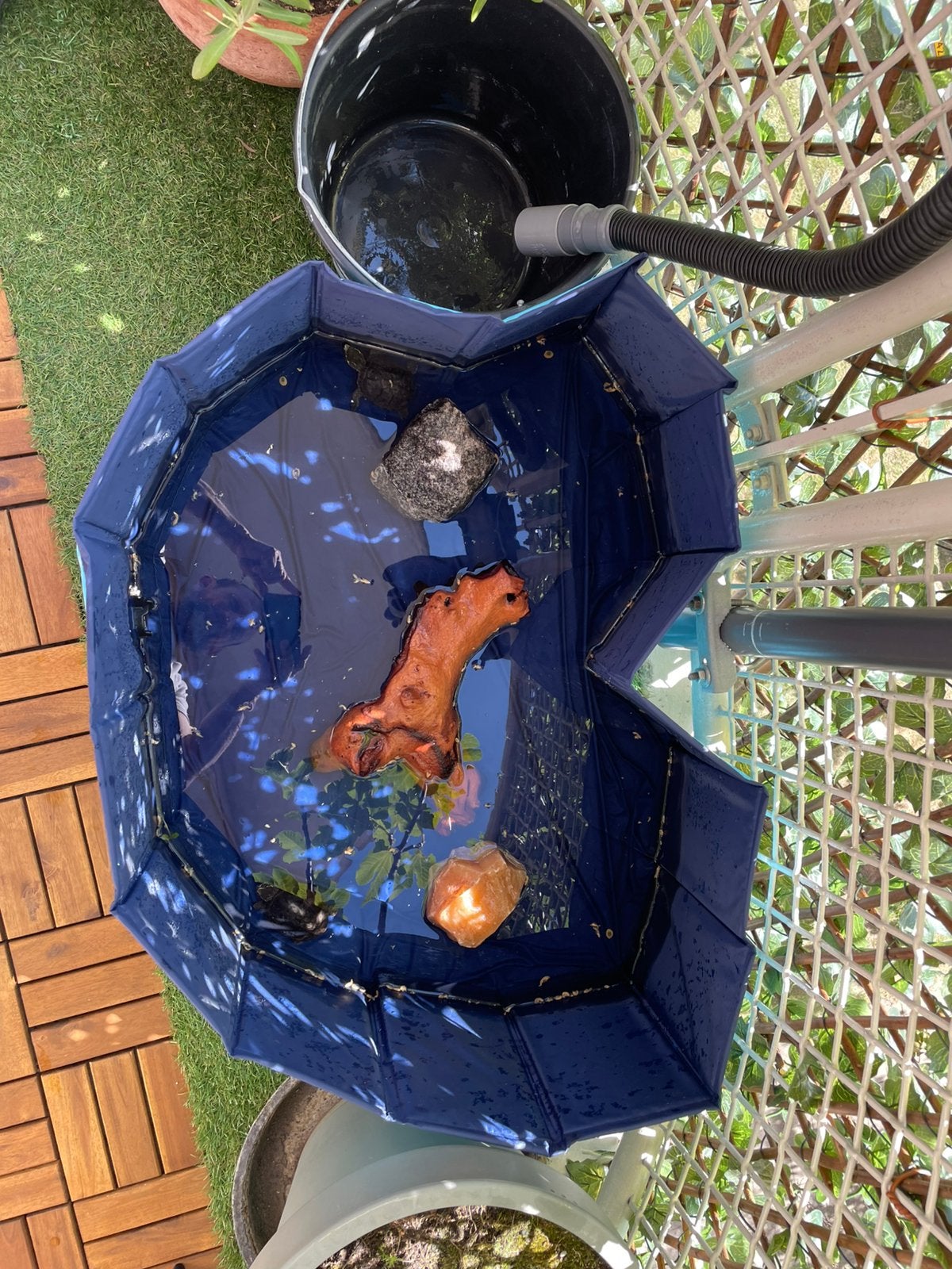 2 muskus schildpadden, Schildpad, Tam