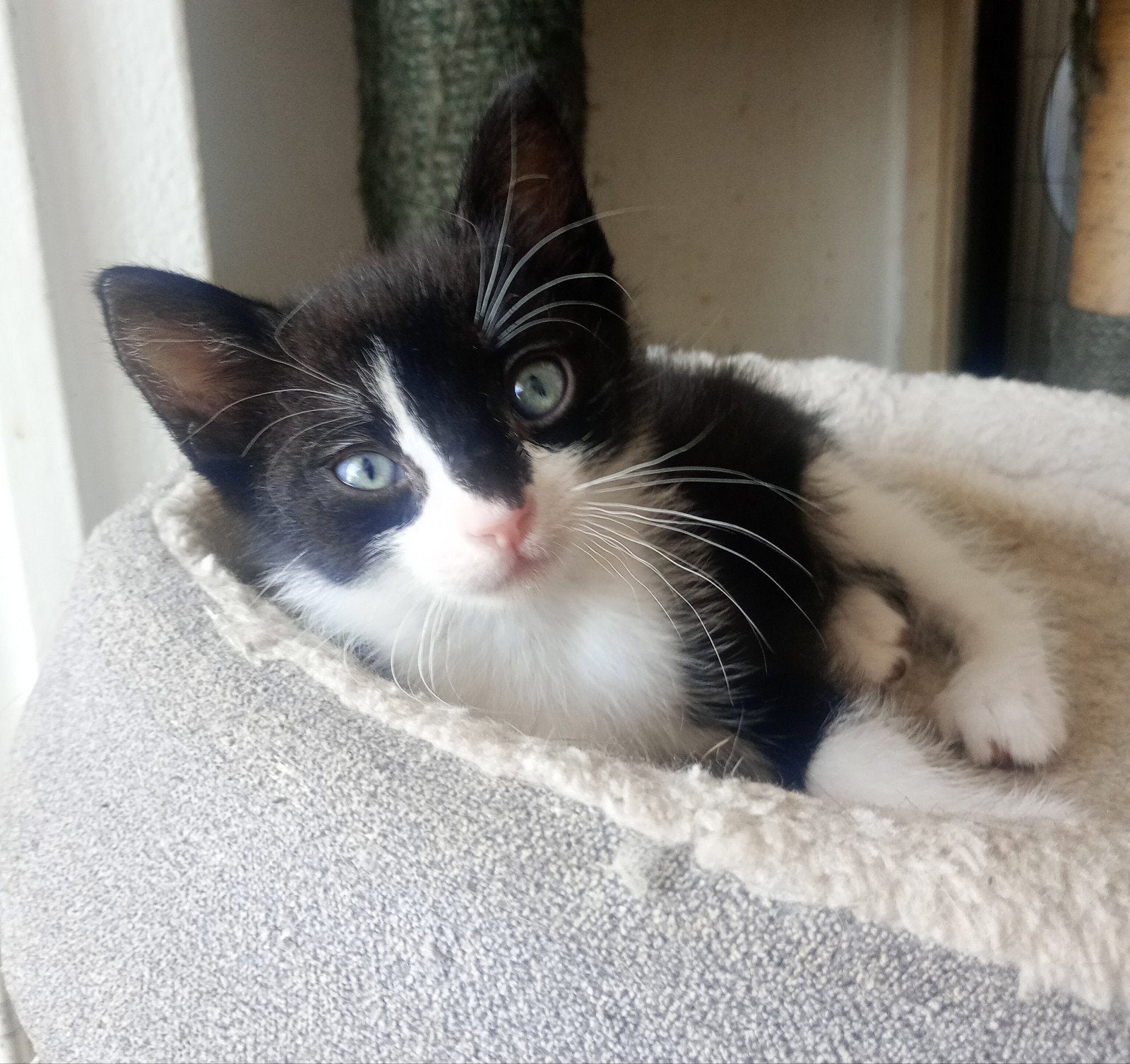 supper lieve aanhankelijke kittens, Meerdere dieren