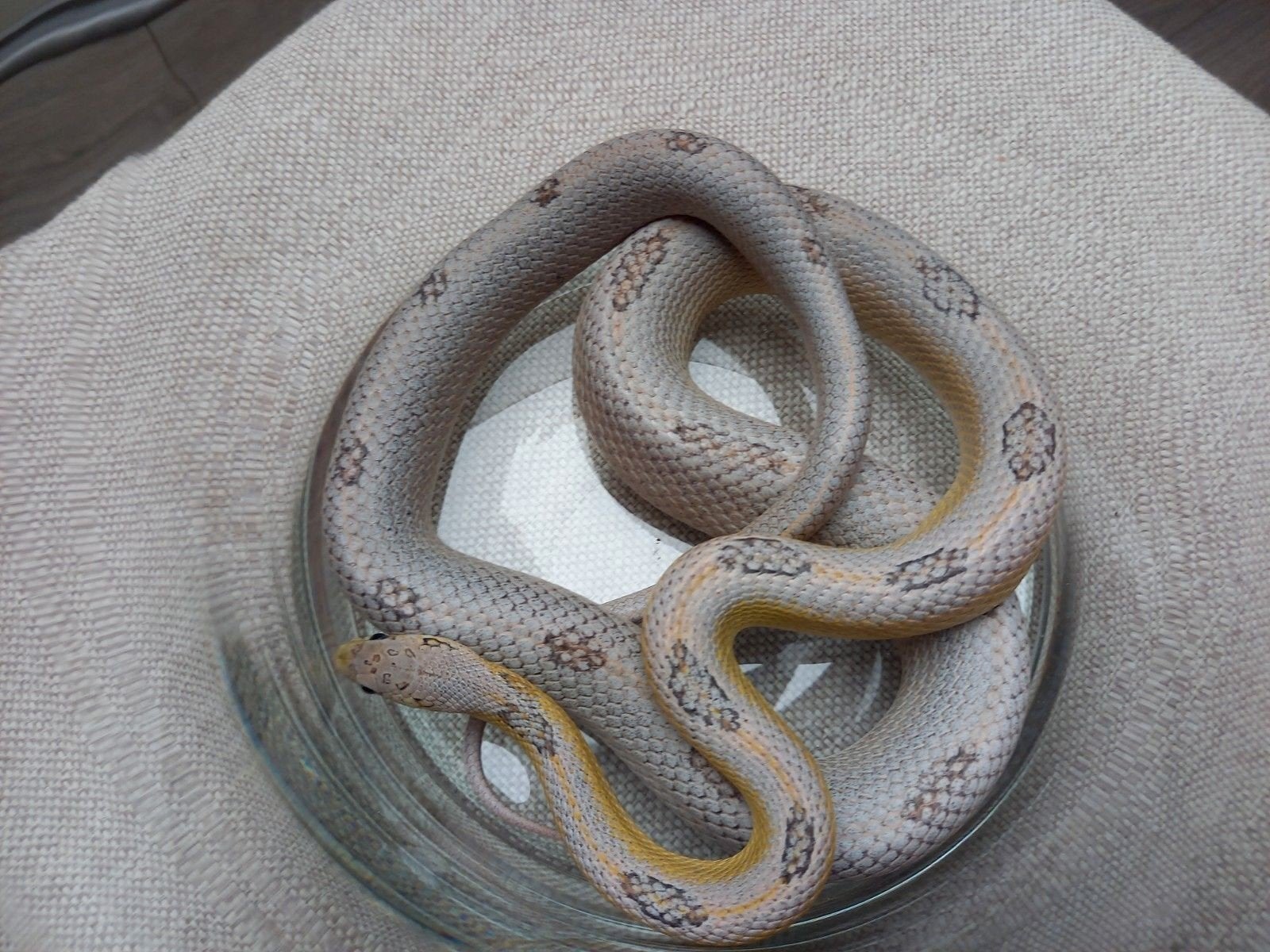 rattenslang anery striped het. sunkissed 2025 Rat Snake photo 11