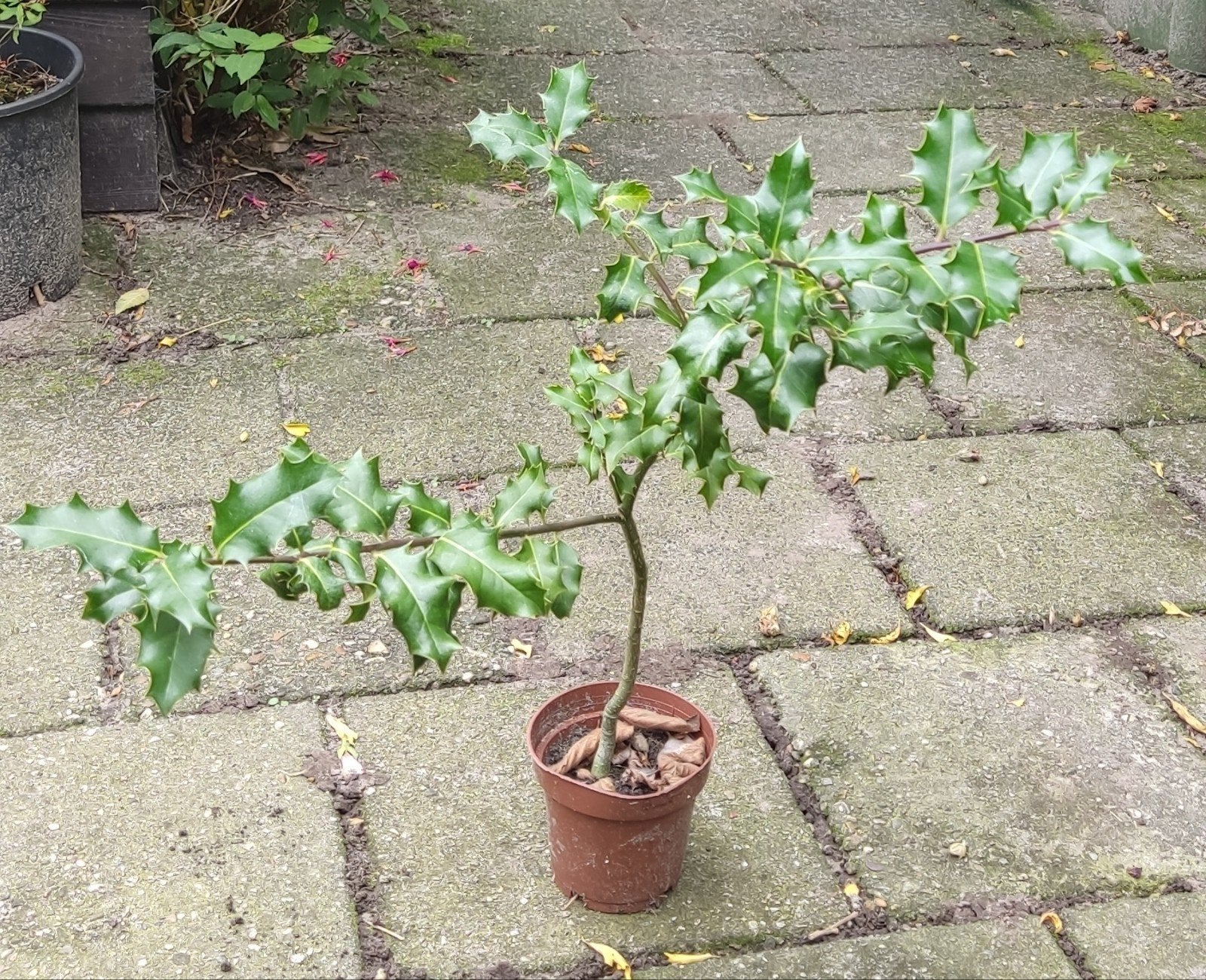 Hulst (Ilex aquifolium) - ca. 50 cm hoog, Ophalen, Vaste plant, Overige soorten