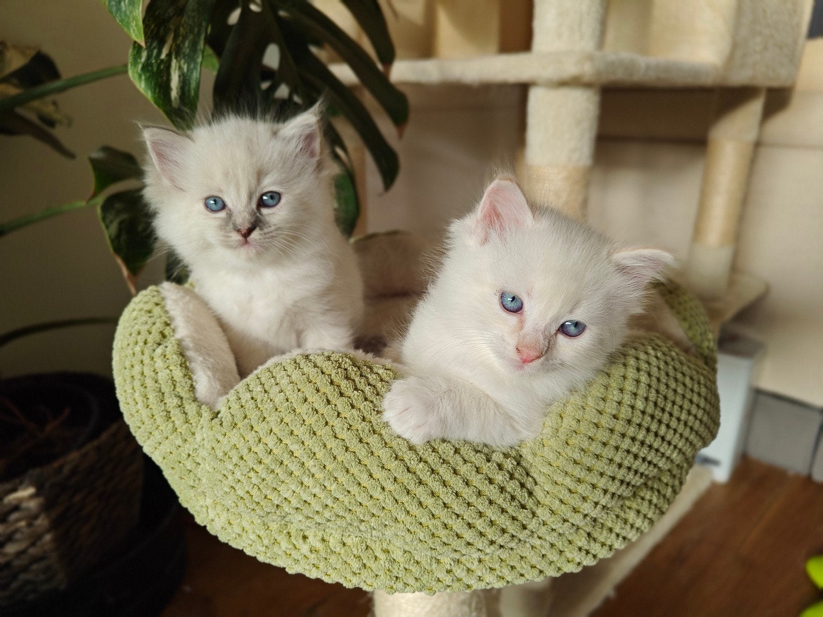 Raszuivere Ragdoll kittens - NOG TWEE BESCHIKBAAR!, Poes, Ontwormd