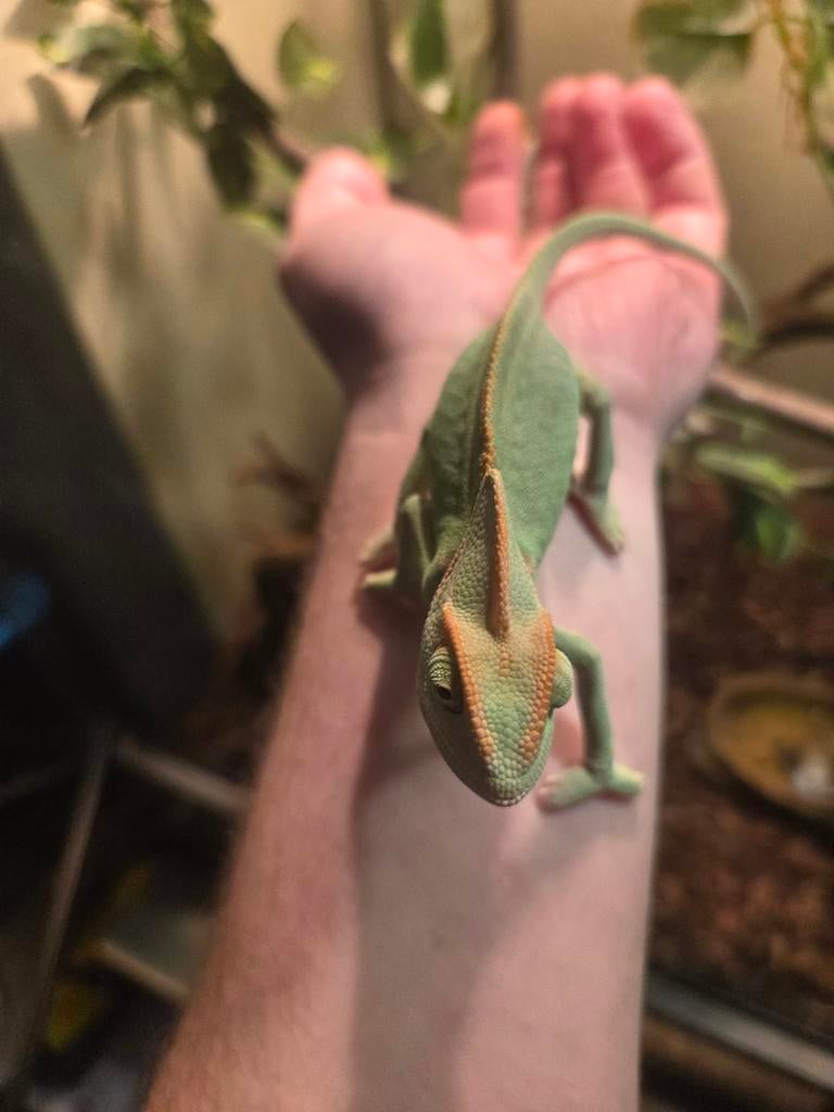 Laatste 3 jonge yemen kameleons Chameleon - female for sale from Stefanie