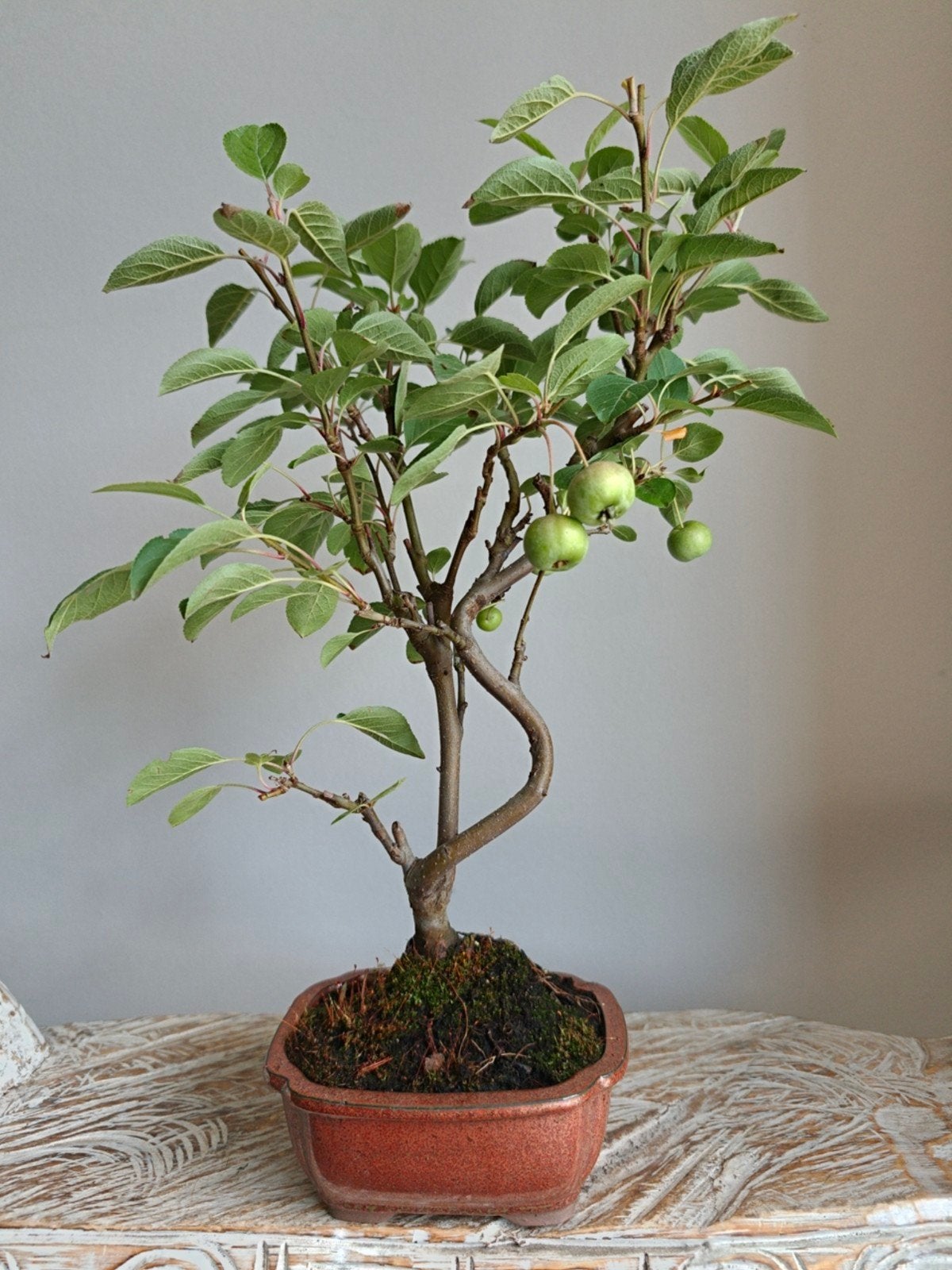 Malus sierappel bonsai, Tuin en Terras, Planten | Bomen, Bloeit niet, Halfschaduw, Minder dan 100 cm, Overige soorten
