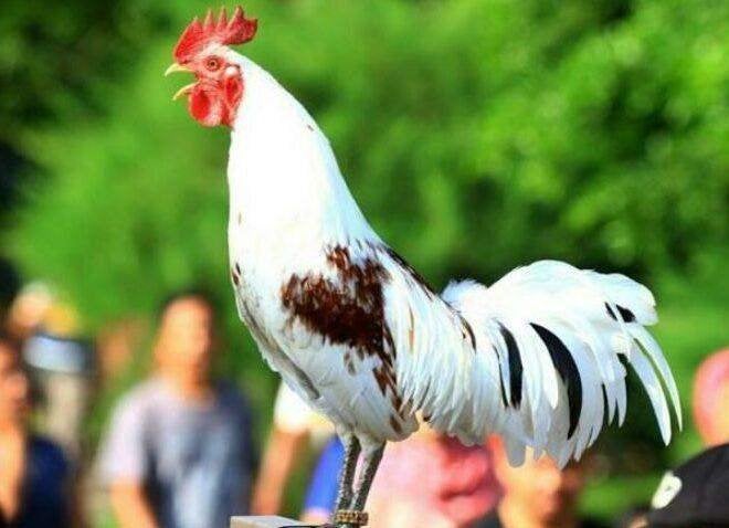 kippen # lachkippen # ayam ketawa, Meerdere dieren, Kip