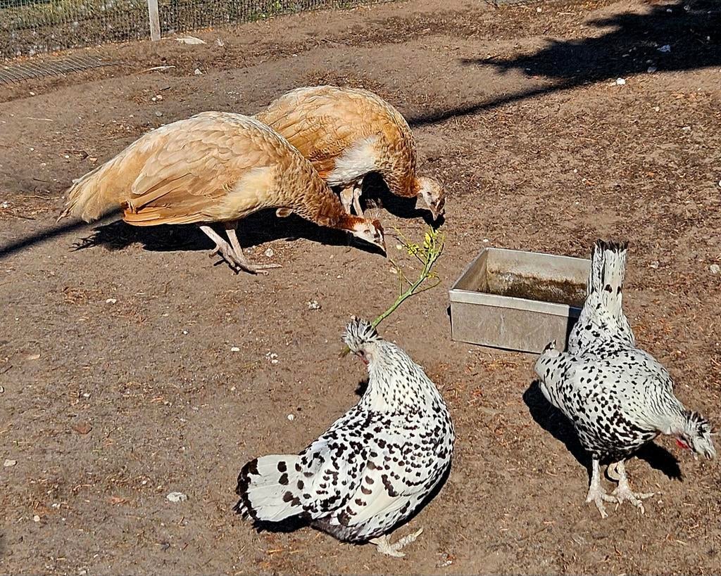 Violet pauwen!, Meerdere dieren, Overige soorten