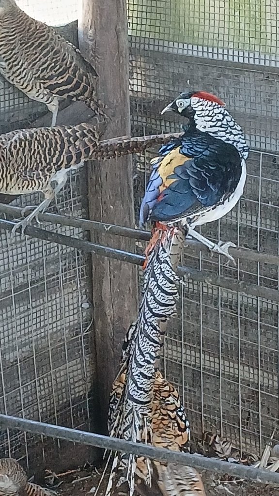 sier fazanten, Dieren en Toebehoren, Meerdere dieren, Overige soorten