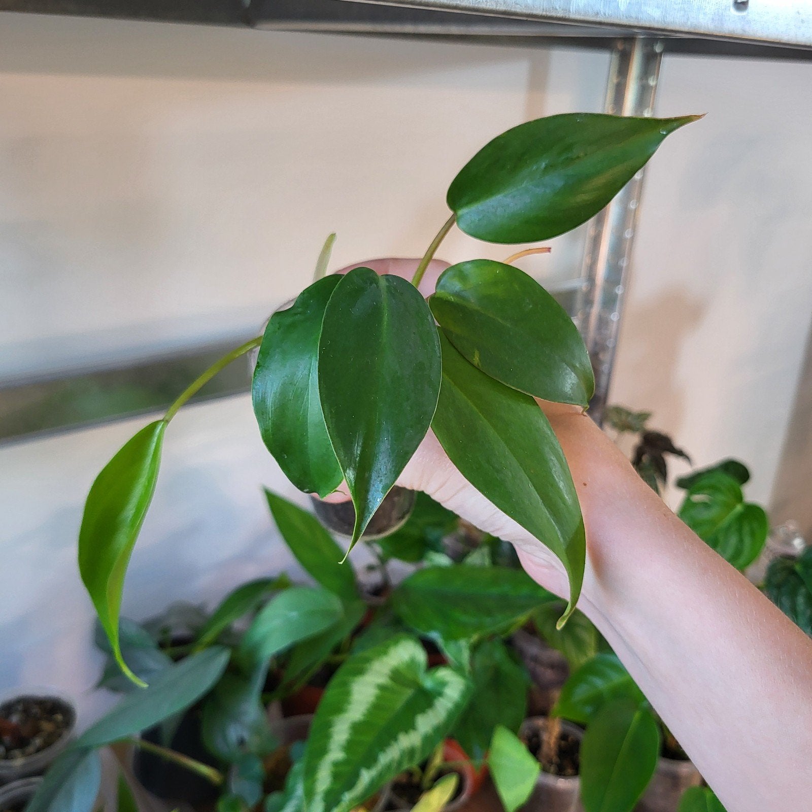 Philodendron 69686, Huis en Inrichting, Kamerplanten, Ophalen of Verzenden, Halfschaduw, Minder dan 100 cm
