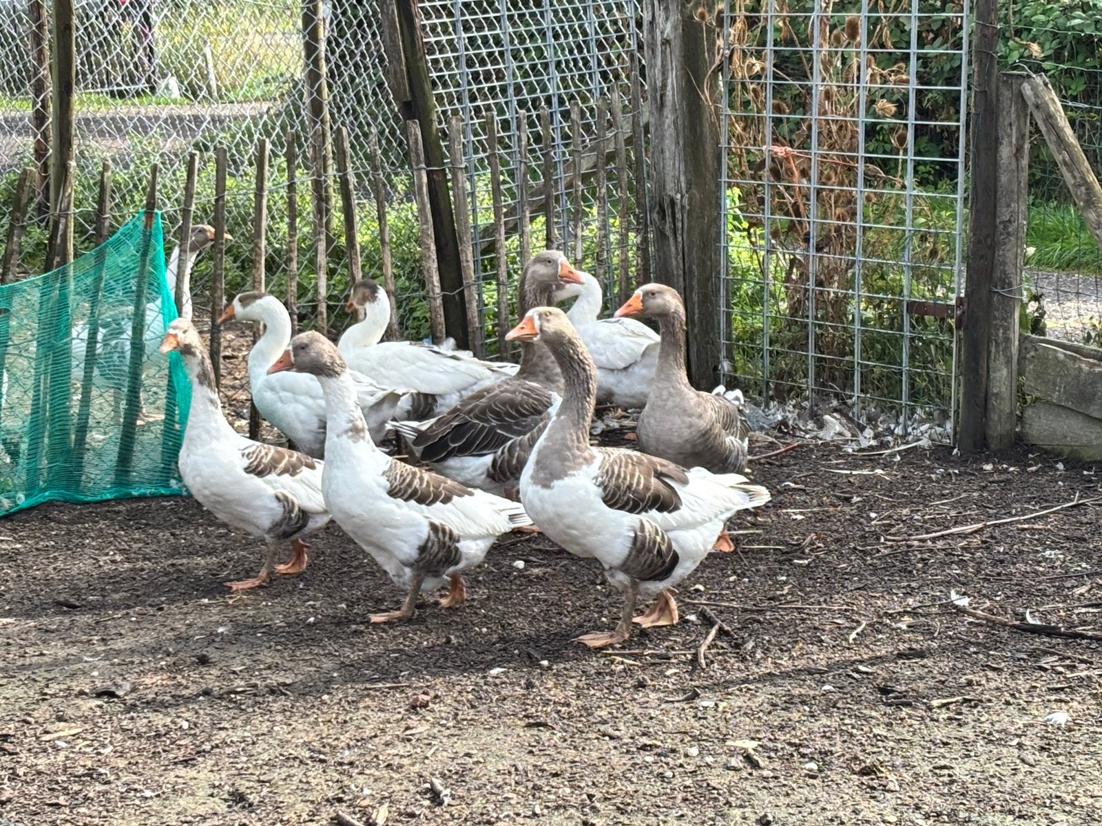 Mooi koppeltje van 8 bonte ganzen, Meerdere dieren, Gans of Zwaan