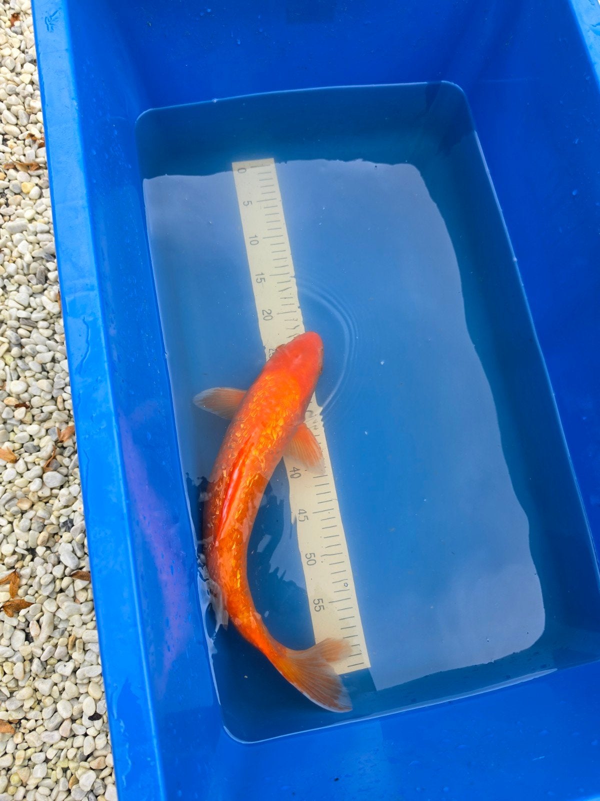 Ginrin orenji karashigoi Koi, Dieren en Toebehoren, Karper of Koi
