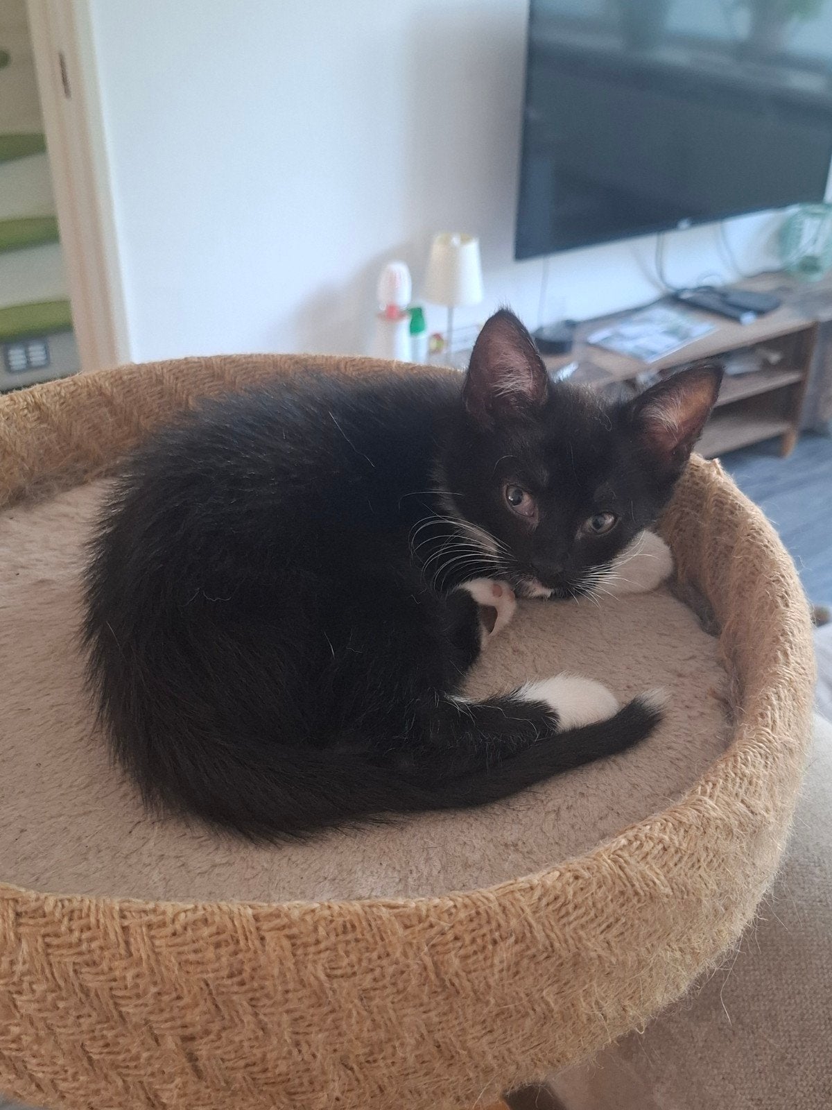 5 lieve kittens, Dieren en Toebehoren, Katten en Kittens | Raskatten | Korthaar, Meerdere dieren, 0 tot 2 jaar, Ontwormd
