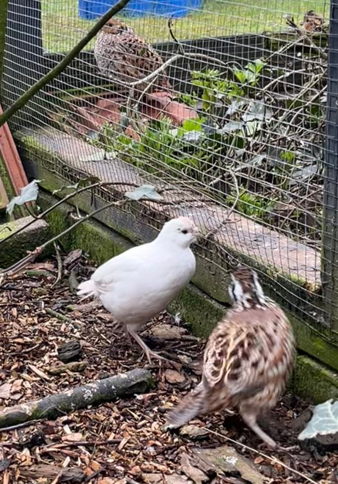 Virginische Boomkwartel koppel, Meerdere dieren, Tropenvogel, Geringd