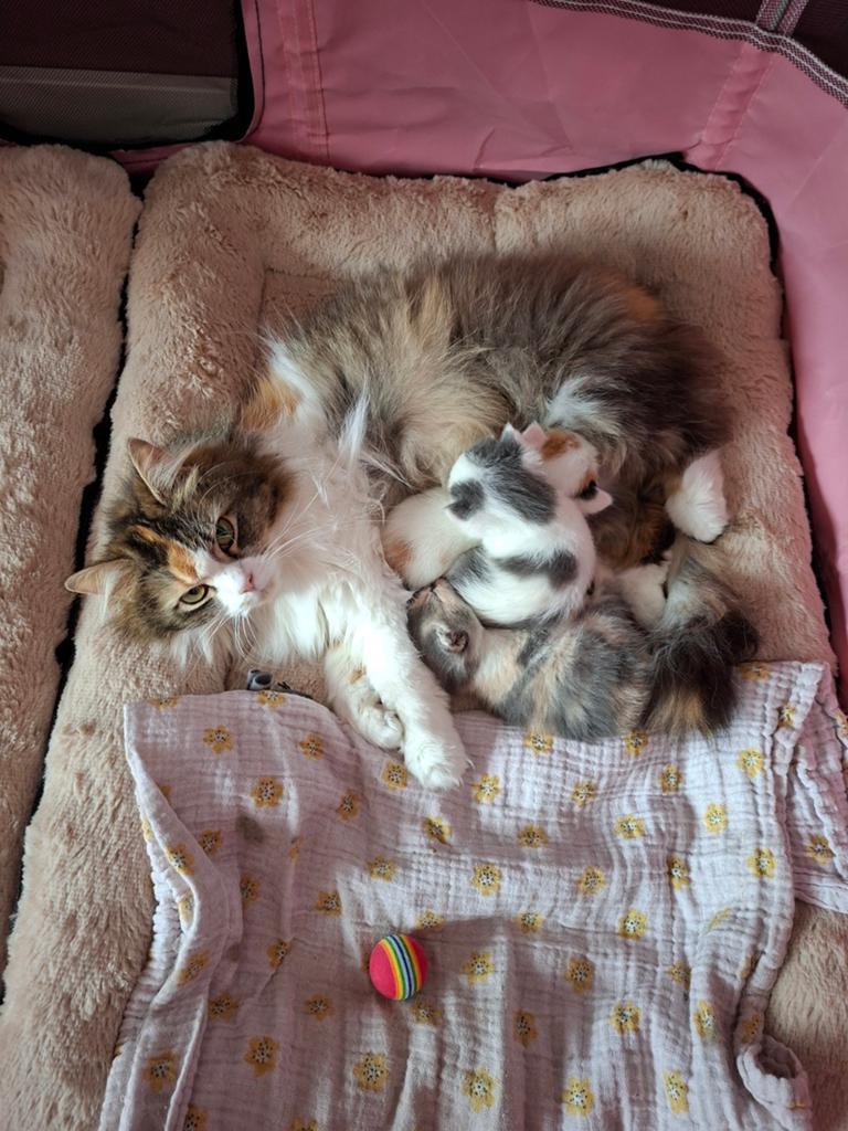 Kittens, Meerdere dieren, 0 tot 2 jaar