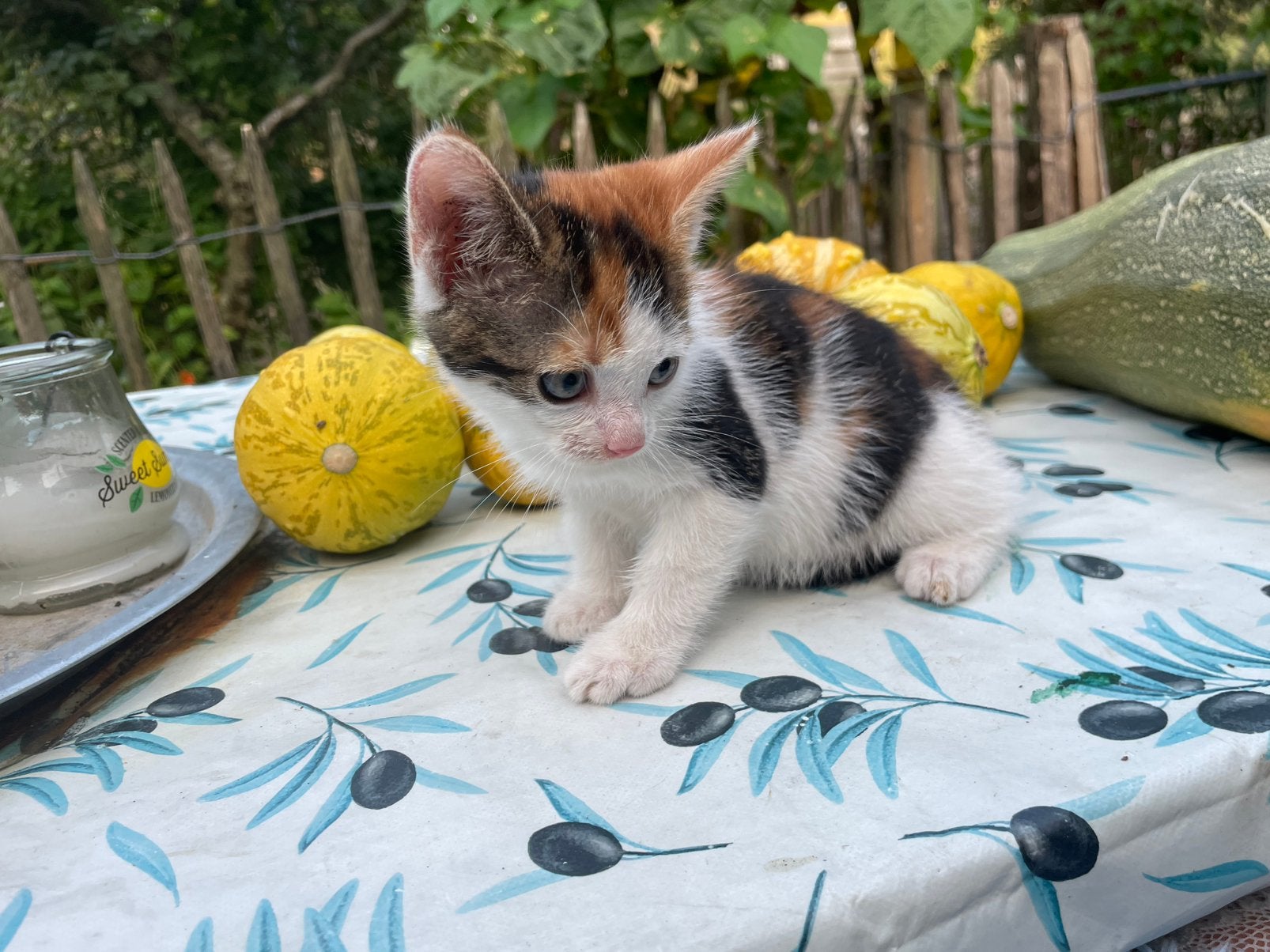 Aller knapste lapjes kitten poes