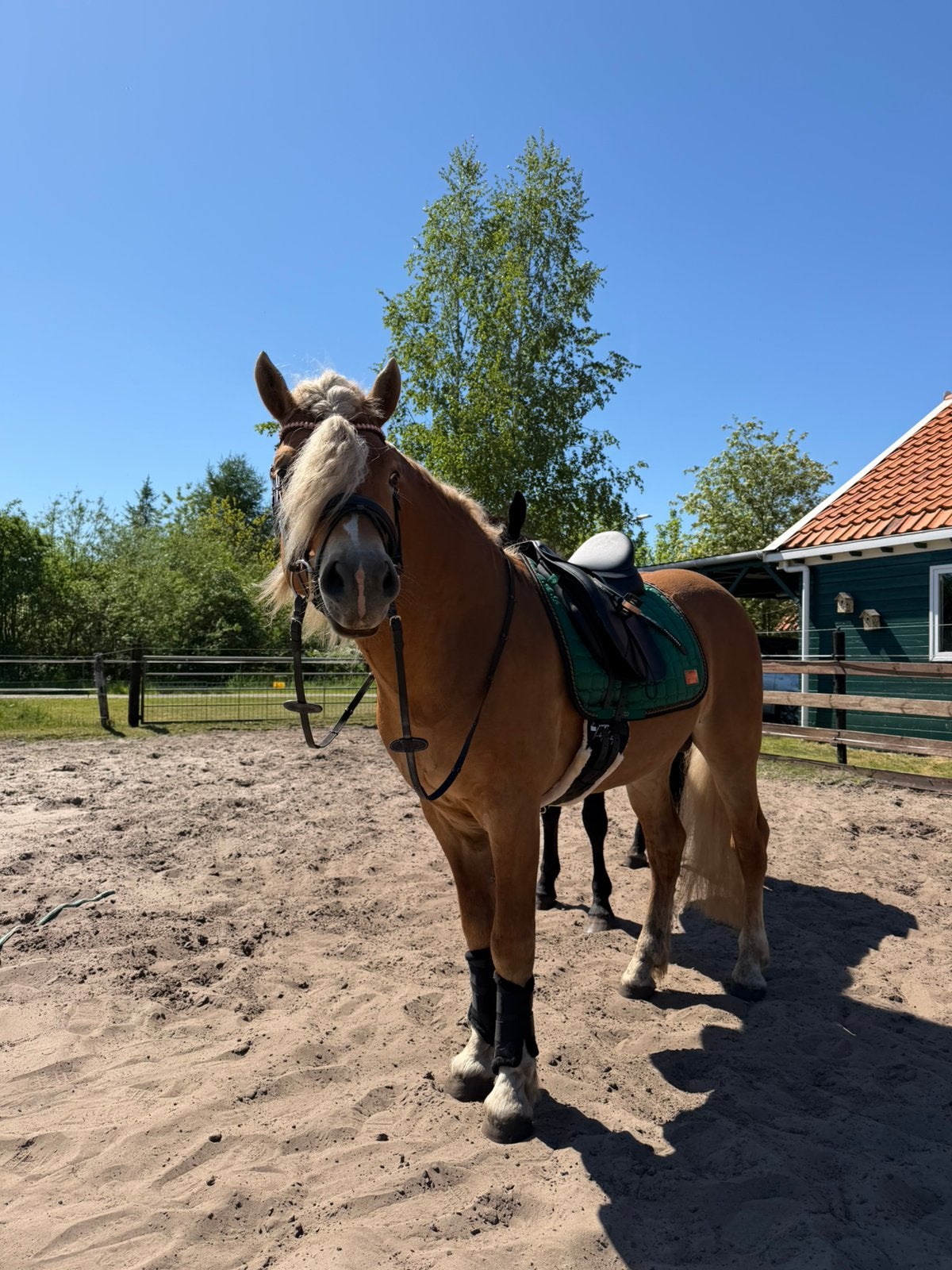Veel belovende haflinger hengst 4 jaar, Dieren en Toebehoren, Hengst, Dressuurpaard