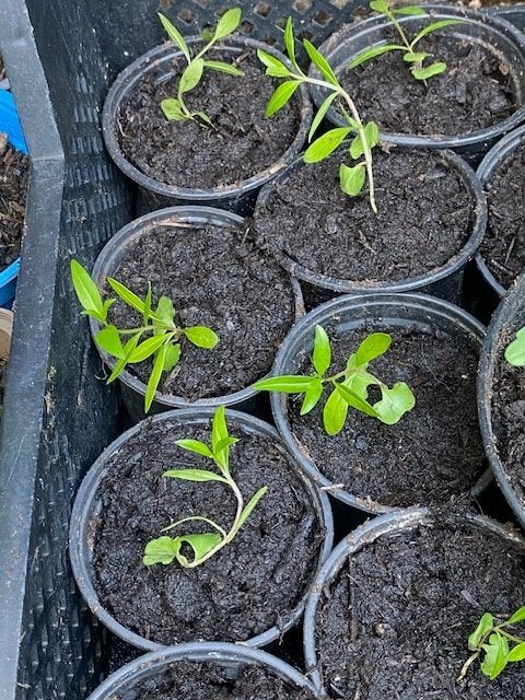granaatappel plantjes, Tuin en Terras, Ophalen, Vaste plant, Fruitplanten, Volle zon