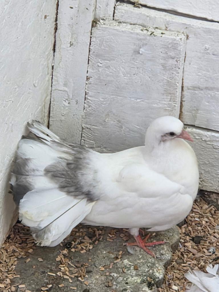 Pauwstaarten piepers, Dieren en Toebehoren, Meerdere dieren, Overige soorten