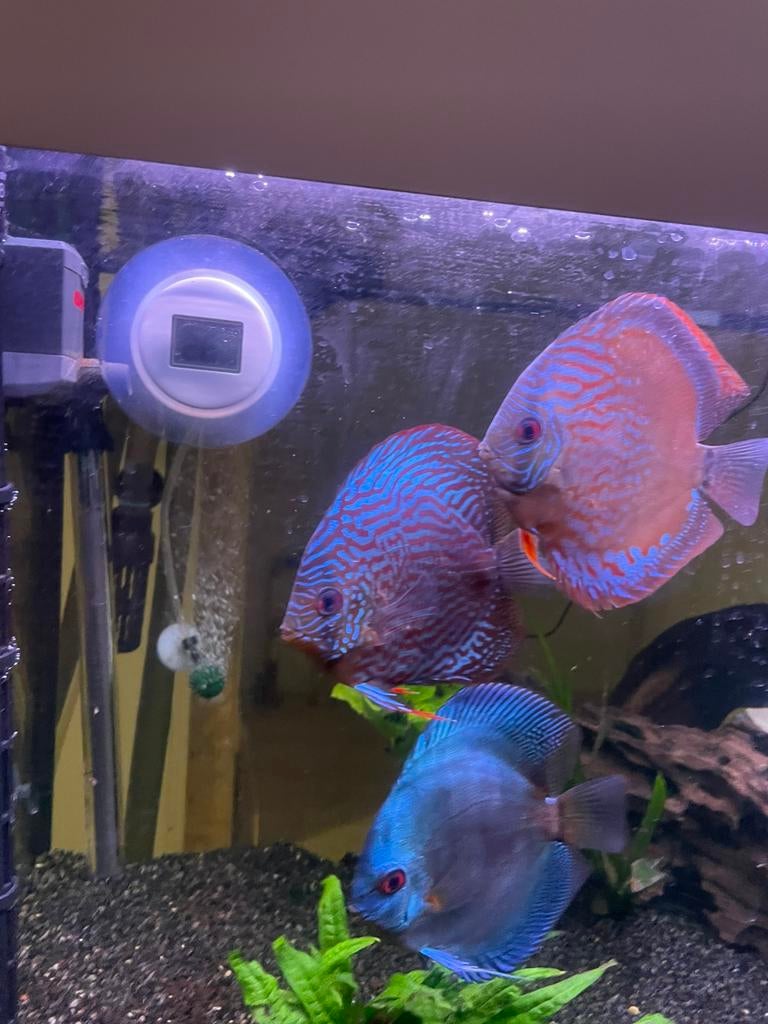 4 discus vissen, Dieren en Toebehoren, Vissen | Aquariumvissen, Vis