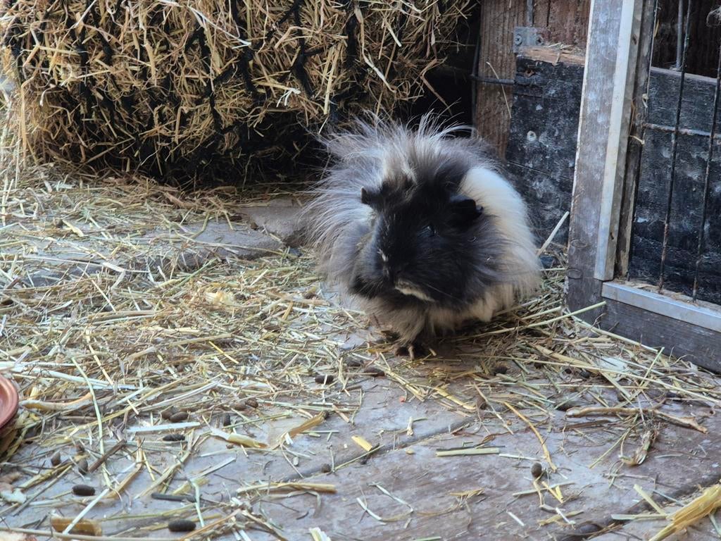 Zeugje van 4 maanden, Cavia, Vrouwelijk, Januari, Tam