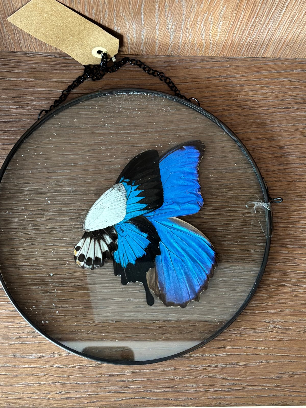 Ingelijste vlinders: Morpho Didius, Ulysses, Koolwitje, Ophalen of Verzenden, Gebruikt, Insect, Opgezet dier