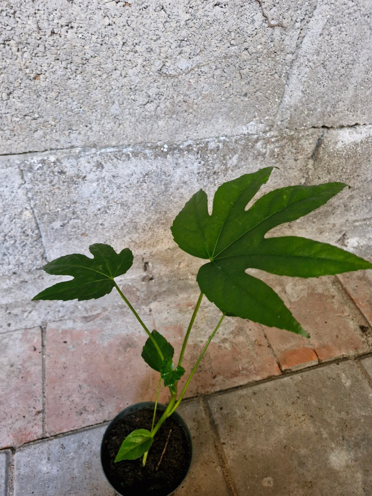 Fatsia japonica (Vingerplant) - Exclusief pot, Ophalen, Halfschaduw
