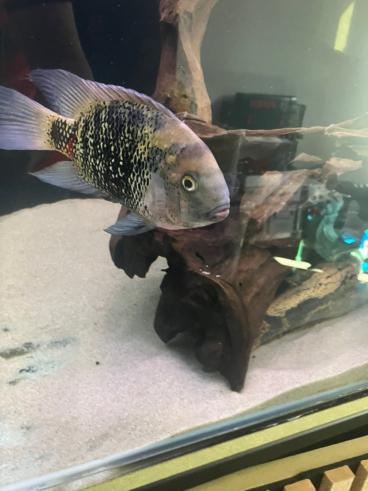 Oscura heterospila, Dieren en Toebehoren, Vissen | Aquariumvissen, Vis