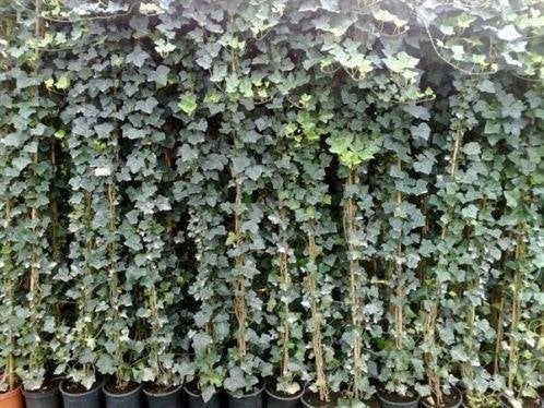 **ACTIE** Hedera 200 cm klimop NU € 5,95 Hibernica, Vaste plant, Ophalen of Verzenden, Bloeit niet, Halfschaduw