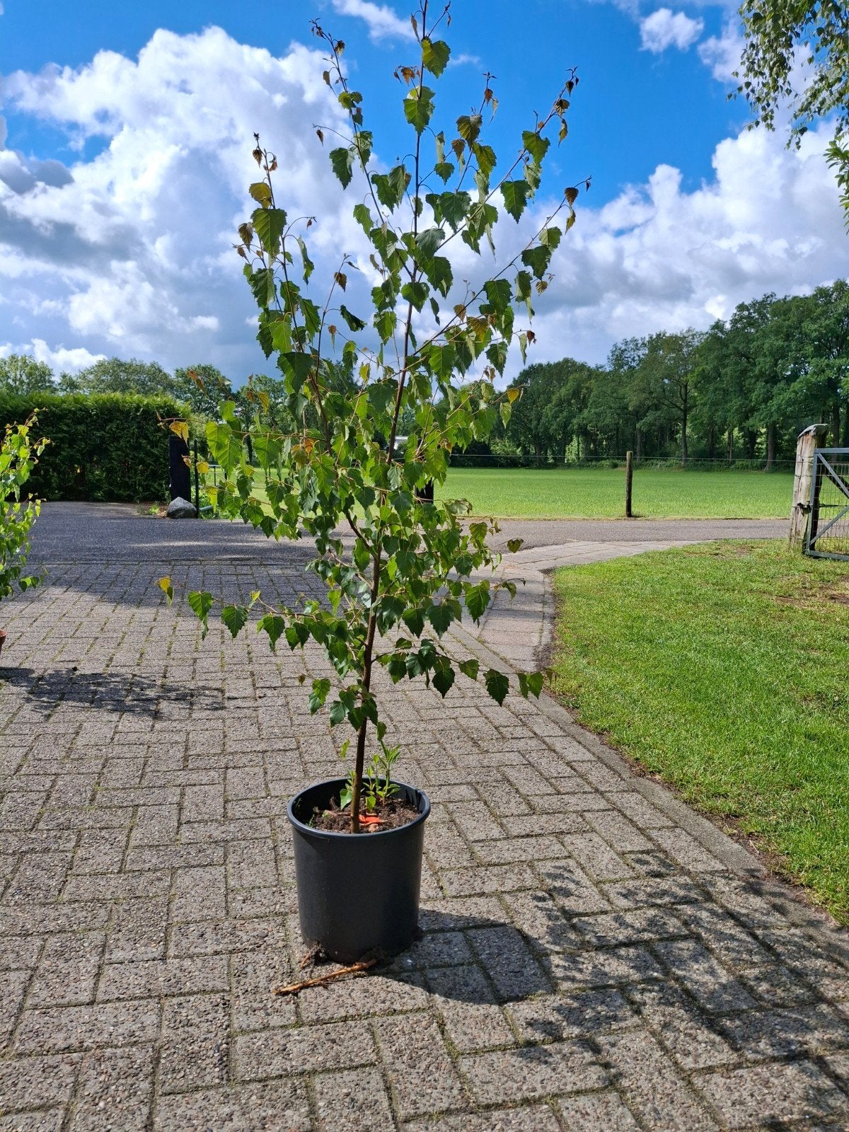Jonge Berk in Pot - Ideaal voor Tuin of Terras, Tuin en Terras, Planten | Bomen, Bloeit niet, Overige soorten, Ophalen, Volle zon