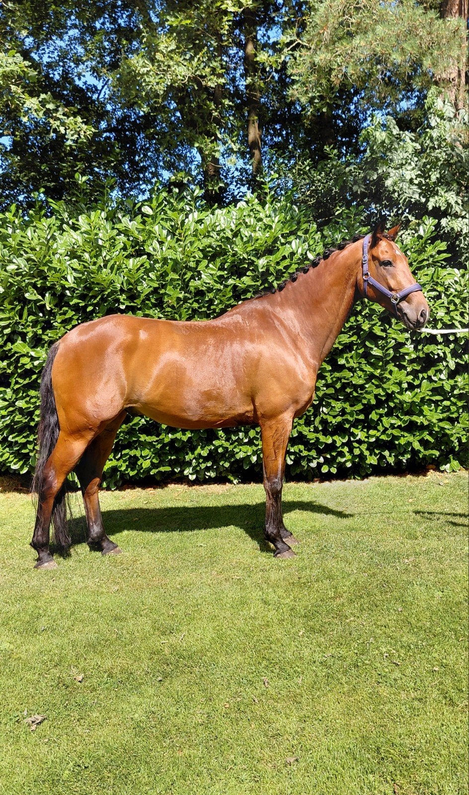 te koop Z dressuur paard 7 jaar, Ruin, Dressuurpaard, 7 tot 10 jaar, 165 tot 170 cm