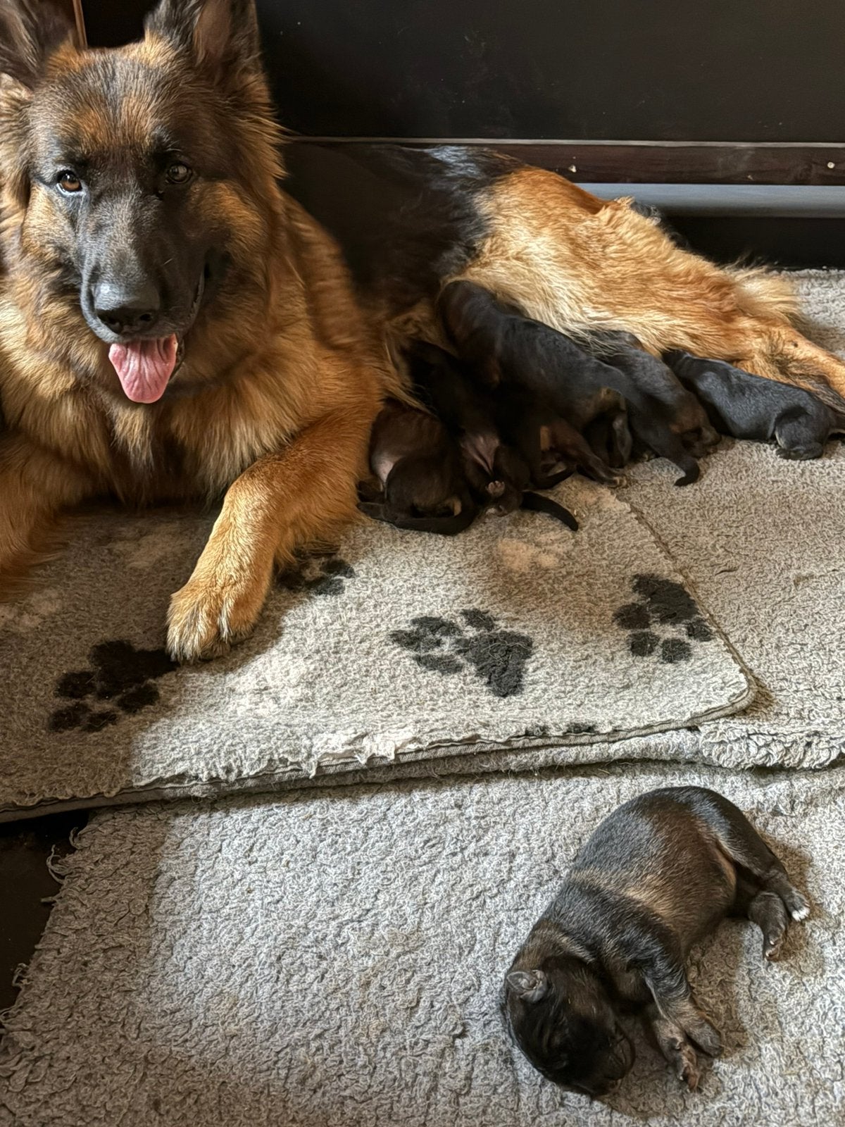 Oud Duitse Herder Pups, Dieren en Toebehoren, Parvo, België, Particulier, 8 tot 15 weken