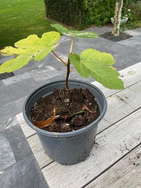 vijg, vijgenboom, vijgenstruik, Tuin en Terras, Planten | Fruitbomen, Minder dan 100 cm, Volle zon, In pot, Ophalen of Verzenden