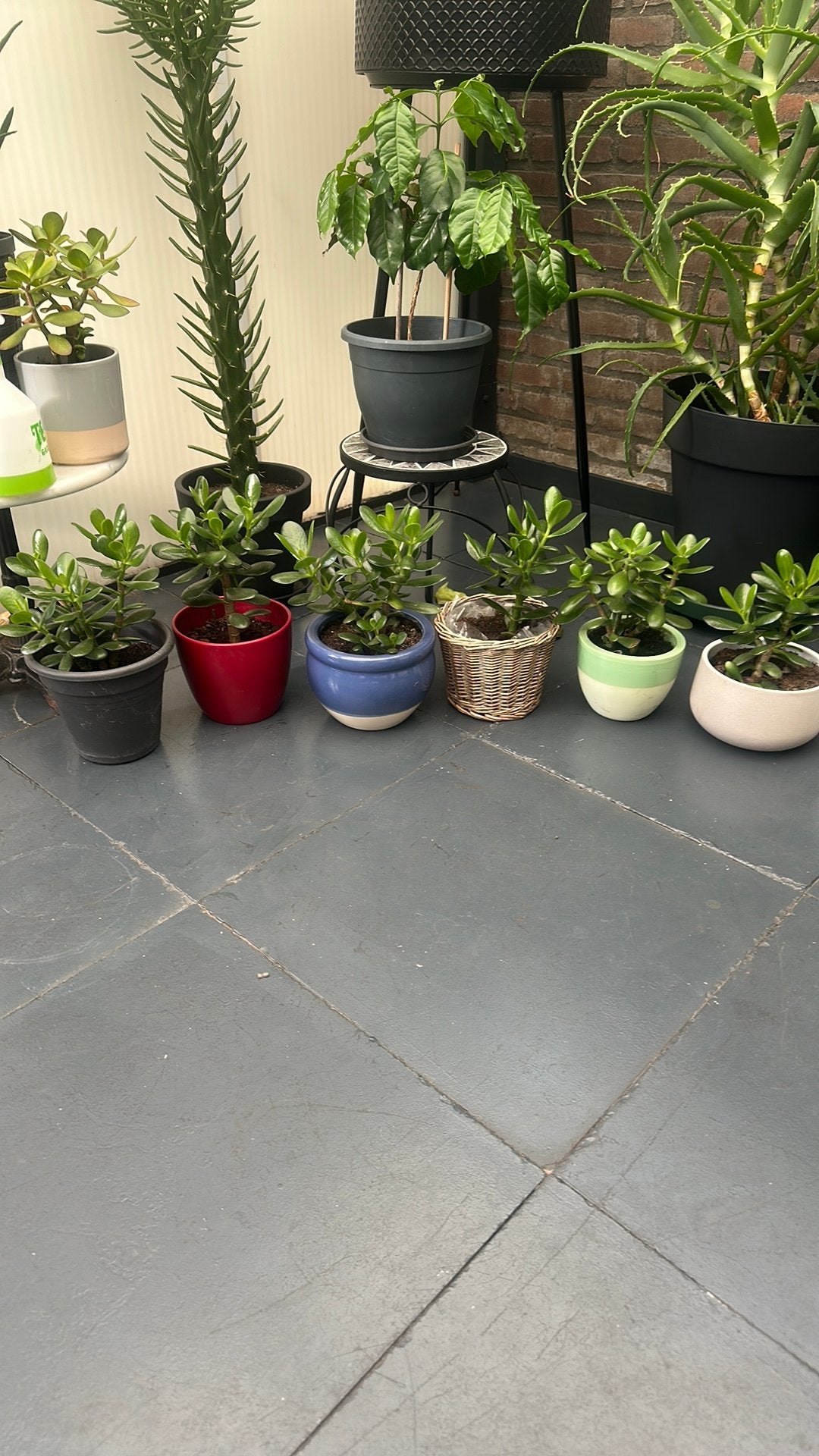 Crassula, Ophalen, Halfschaduw, Minder dan 100 cm