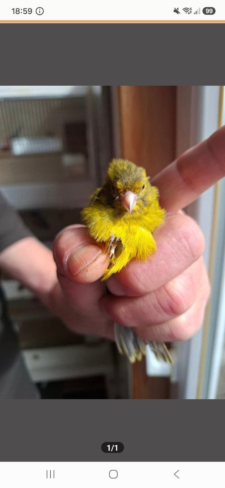 Kanarie man, Dieren en Toebehoren, Mannelijk, Zangkanarie