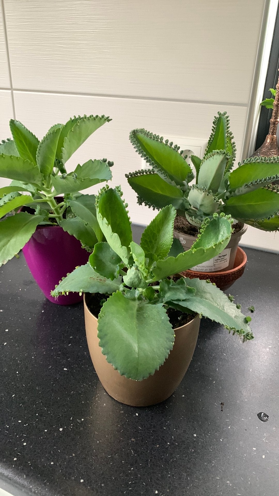 Vet planten per pot €3, Huis en Inrichting, Ophalen, Halfschaduw, Minder dan 100 cm