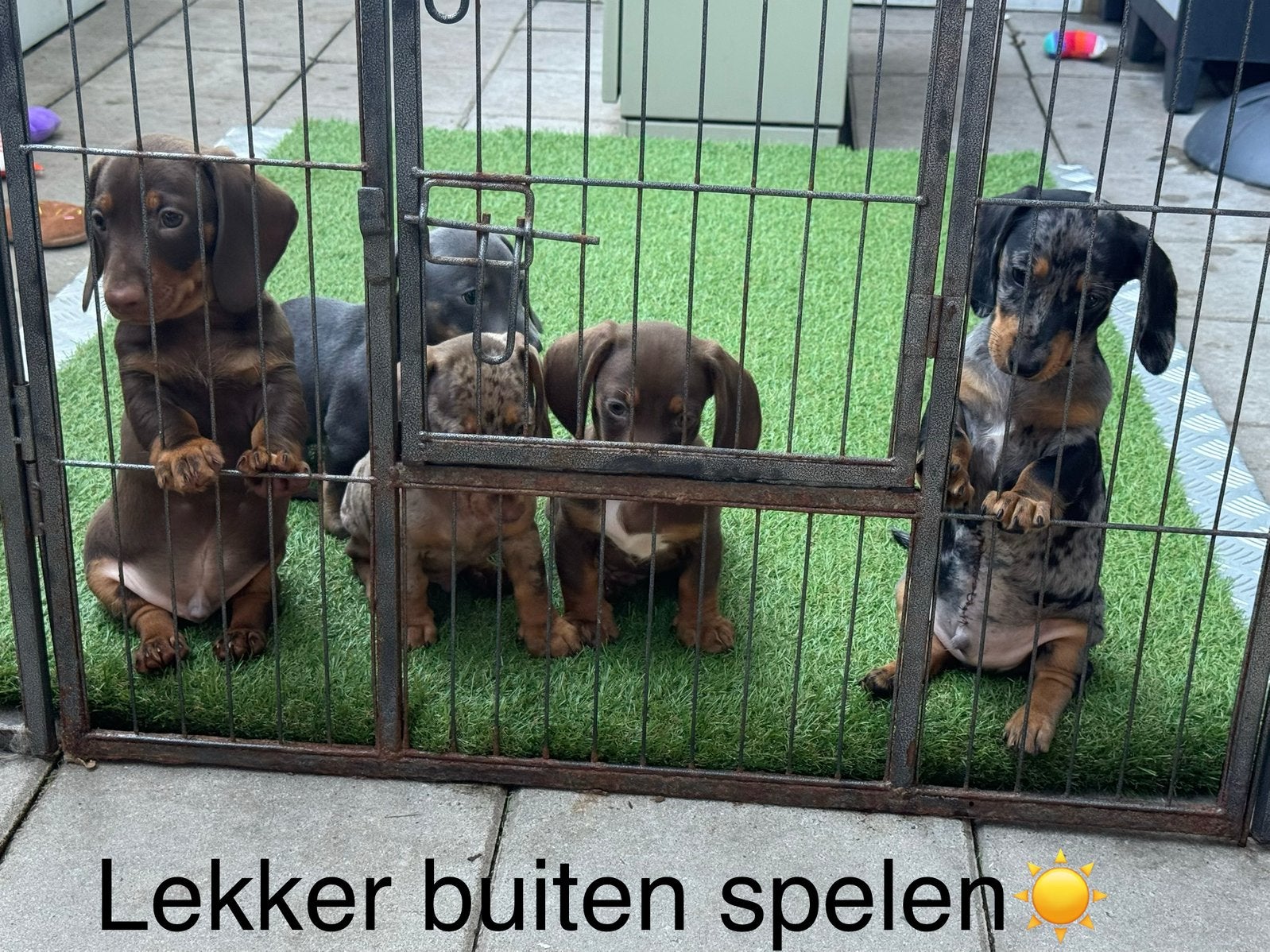 Teckel mannetjes mogen t nestje verlaten, Standaard, Reu, 8 tot 15 weken, Korthaar