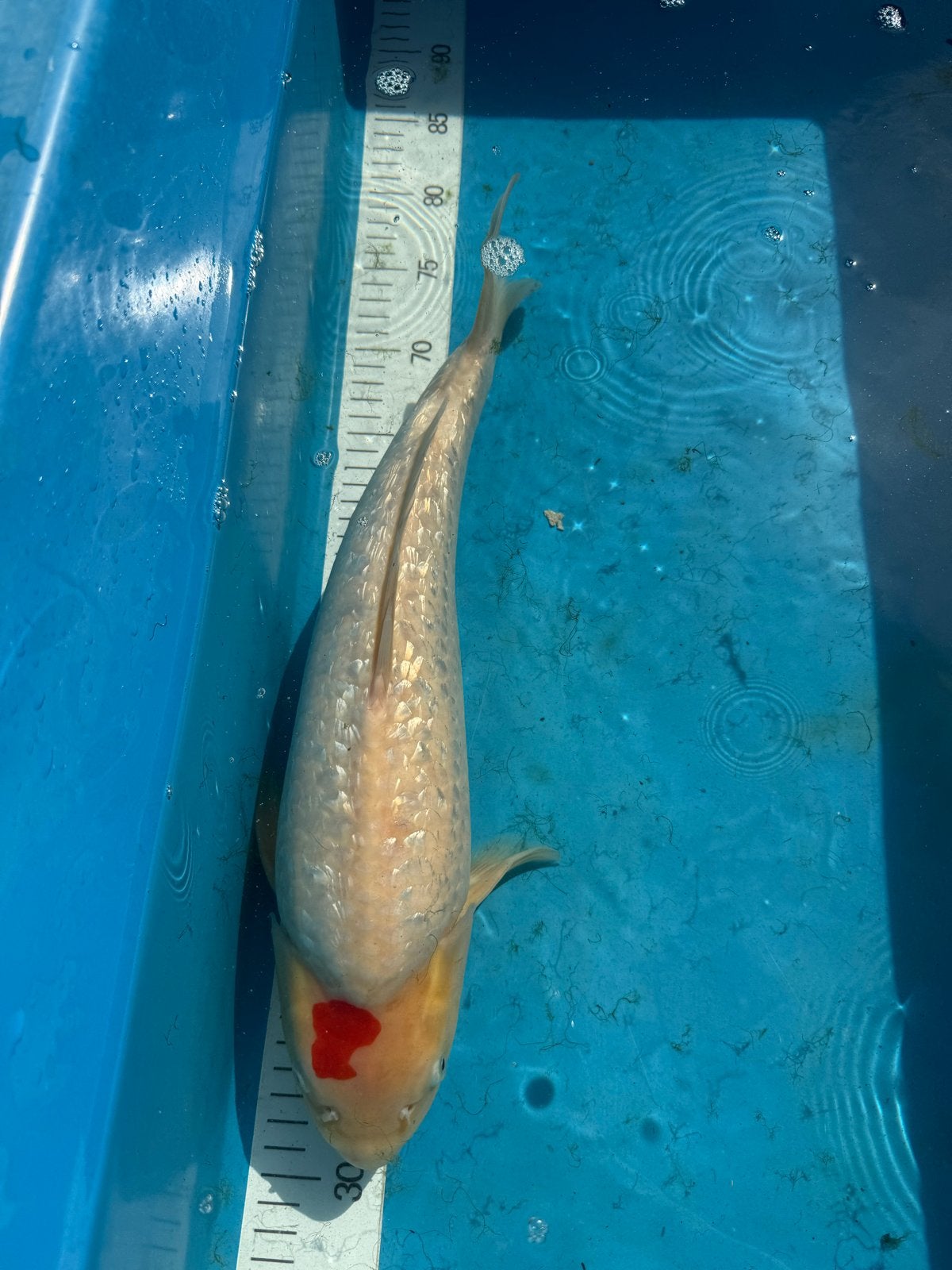 Koi Tancho Ginrin, 2 jaar, 45cm, Kim’s Koi, Karper of Koi