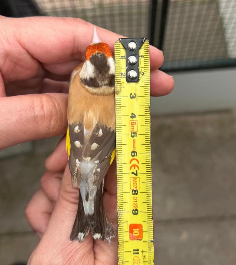 Parva Man Te Koop, Dieren en Toebehoren, Vogels | Overige Vogels, Mannelijk, Wildzangvogel, Geringd