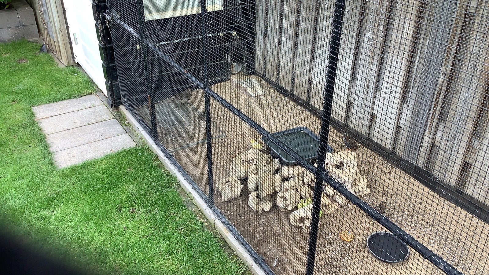 Kwartels, Meerdere dieren, Tropenvogel